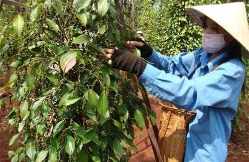 Để xuất khẩu hồ tiêu bền vững