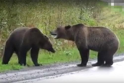 Gấu nâu khổng lồ kịch chiến giữa đường