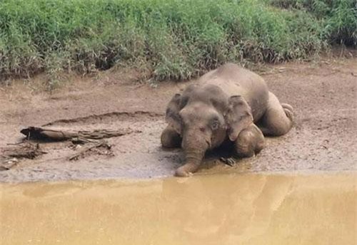 Ghê rợn cảnh voi quý hiếm bị giết tàn nhẫn để lấy ngà