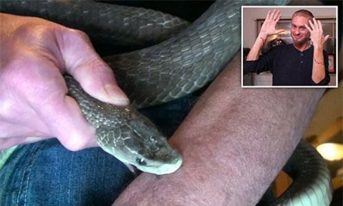 Kinh dị người đàn ông thích để rắn độc cắn