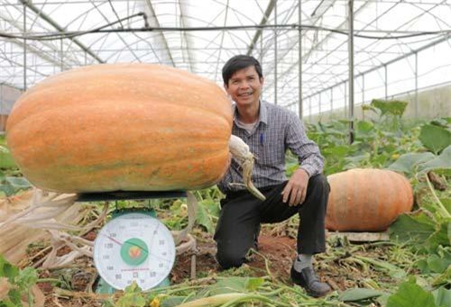 Kỳ lạ, quả bí ngô hơn 1 tạ, quả sầu riêng hơn 1 tỷ
