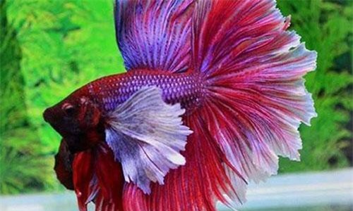 Loài cá duy nhất trên thế giới có thể 'biến hình' siêu đẹp