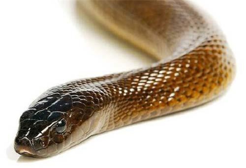 Mục sở thị loài rắn độc nhất thế giới