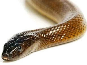 Mục sở thị loài rắn độc nhất thế giới