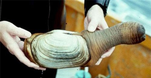 Ngượng chín mặt với loài ốc vòi voi có hình 'của quý'