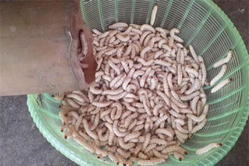 Những món sâu kinh dị được xem là đặc sản được ưa chuộng