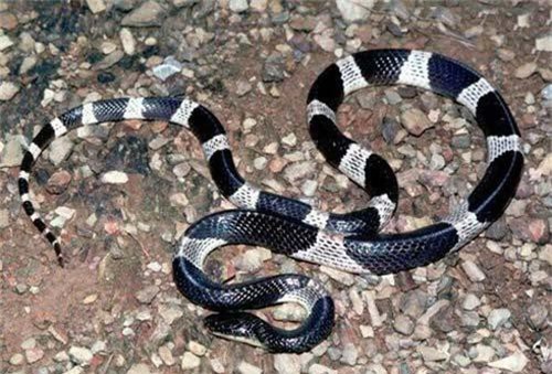 'Rắn 2 bước' gieo rắc nỗi kinh hoàng cho lính Mỹ thực sự độc mức nào?