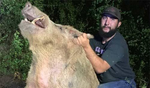 Săn được lợn rừng khổng lồ ở nơi không ai ngờ tới