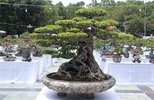 'Siêu cây' 23 tỷ đồng có thật đặc biệt, hay chỉ hư danh?