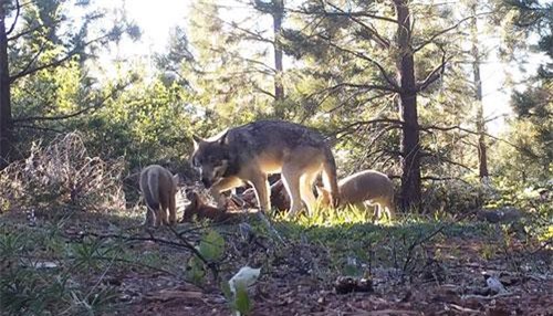 Sự trở lại của bầy sói xám hoang dã ở California