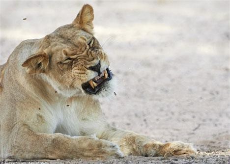 Sư tử tức điên vì bị ong tấn công