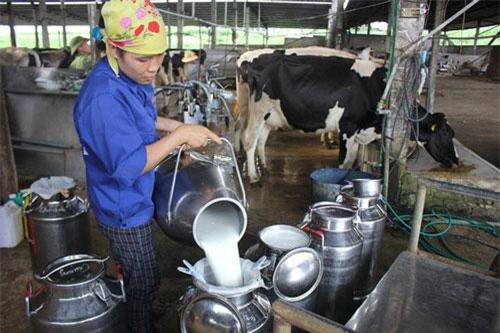 Tháng 10, lần đầu tiên Việt Nam xuất khẩu sữa chính ngạch sang Trung Quốc