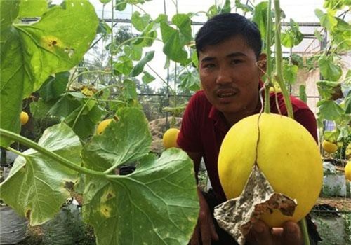 Thanh Hóa: Kiếm trăm triệu từ dưa kim hoàng hậu, hoa ly nhờ... câu nói của chị gái