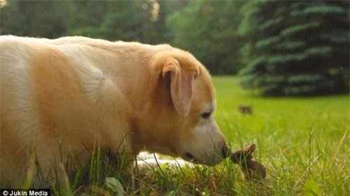 Tình bạn kỳ lạ hiếm thấy giữa chó và thỏ tí hon