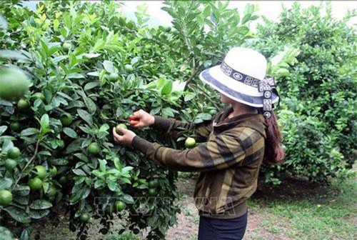 Tuyên Quang: Trồng chanh tứ mùa cho thu nhập cao