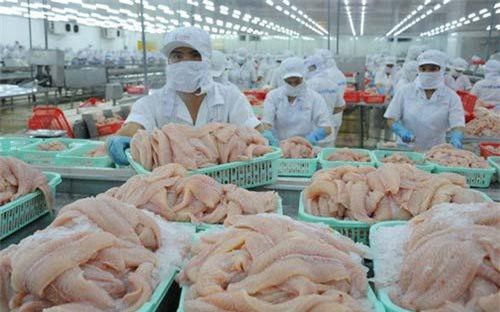 VASEP: Xuất khẩu cá tra tiếp tục giảm trong 2 tháng cuối năm, giá cá tra nguyên liệu khó tăng cao