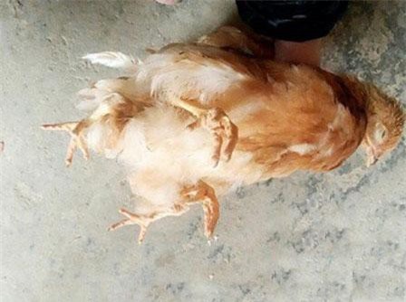 Xuất hiện gà 'yêu quái' bốn chân ở Trung Quốc