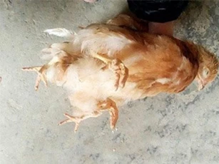 Xuất hiện gà 'yêu quái' bốn chân ở Trung Quốc