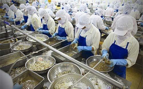 Xuất khẩu tôm sẽ 'lội ngược dòng' trong những tháng cuối năm