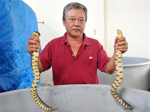 Bạc Liêu: Nuôi rắn ri voi thu nhập cao