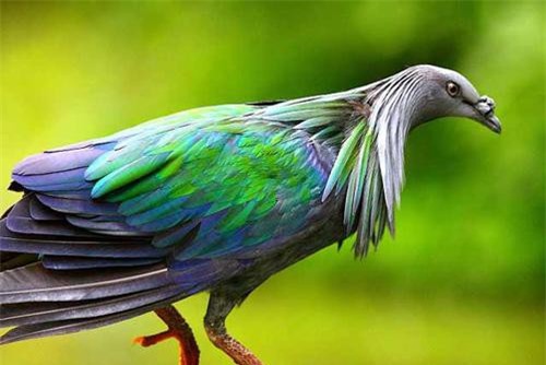 Bí ẩn loài bồ câu quý hiếm chỉ có ở Côn Đảo Việt Nam