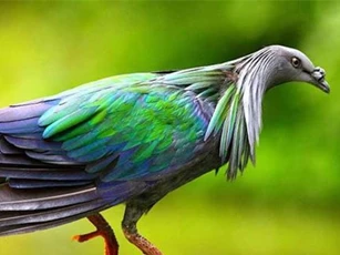 Bí ẩn loài bồ câu quý hiếm chỉ có ở Côn Đảo Việt Nam