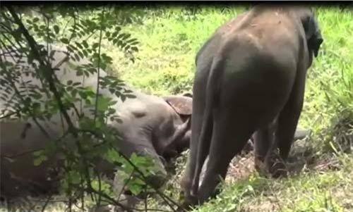 CLIP: 'Cảm động' voi con đánh thức mẹ đã chết