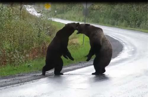 CLIP: Cặp gấu xám đại chiến giữa đường cao tốc