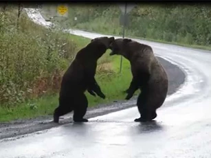 CLIP: Cặp gấu xám đại chiến giữa đường cao tốc