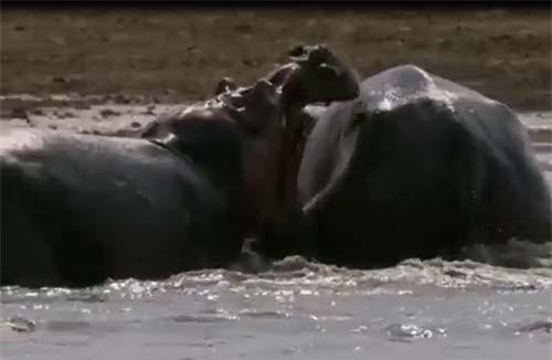 CLIP: Hà mã nổi giận đoạt mạng đồng loại