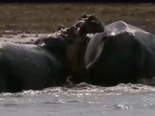 CLIP: Hà mã nổi giận đoạt mạng đồng loại