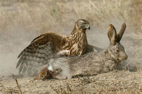 CLIP: Khoảnh khắc kẻ săn mồi 'tóm gọn' thỏ nhanh nhẹn