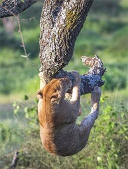 Chết cười màn nhào lộn của sư tử con vụng về