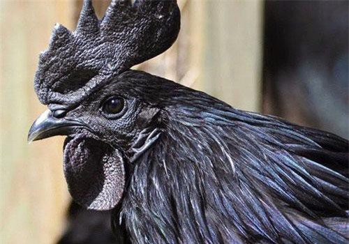 Gà mặt quỷ: Bạn muốn tìm hiểu về loài gà có ngoại hình cái gì cũng giống như quỷ dữ? Hãy xem hình ảnh về gà mặt quỷ này nhé! Chắc chắn bạn sẽ bị thu hút và kinh ngạc trước sự độc đáo của chúng.