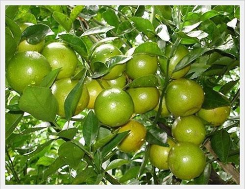 Điểm qua những cách chống say xe đơn giản không dùng thuốc