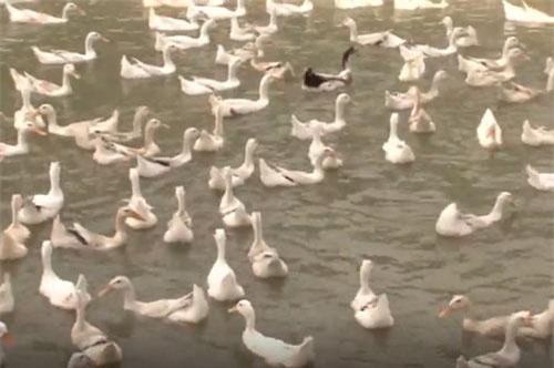 Hà Nội: Đổi đời nhờ mô hình nuôi vịt siêu trứng