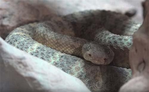 Hé lộ bí mật bên trong đuôi rắn chuông cực độc