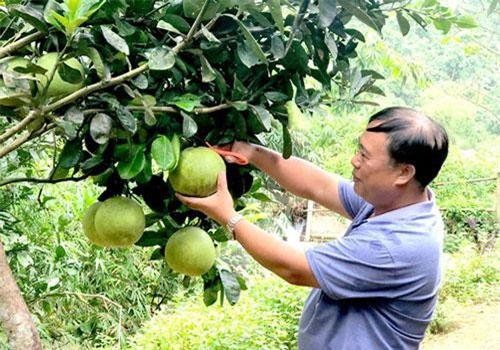 Lâm Bình, Tuyên Quang: HTX tạo chuyển biến trong xây dựng nông thôn mới