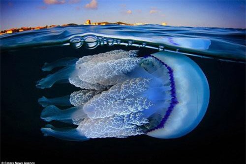 Ngất ngây với vẻ đẹp tuyệt mỹ của loài sứa biển sâu