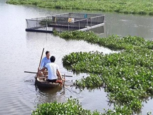 Nghệ An: Nuôi cá trắm, chép giòn chỉ cho ăn đậu tằm thu cả trăm triệu
