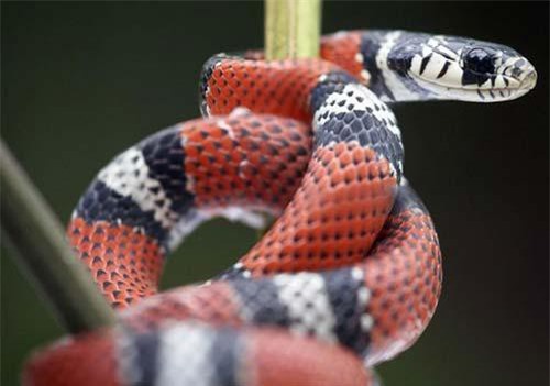 'Rắn vua' 3 màu tuyệt đẹp sống trên dãy núi cao 4.000m