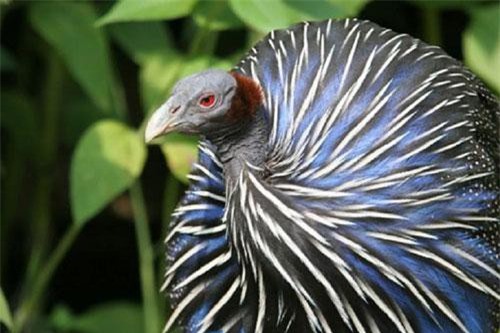 Sự thực bất ngờ sau những loài chim kỳ lạ nhất thế giới