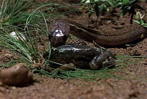Thế giới động vật: Rắn hổ mang con lần đầu tiên săn mồi theo bản năng