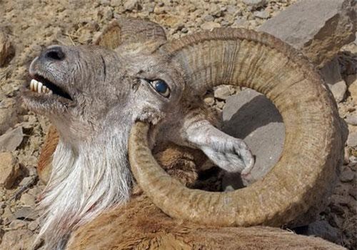 Thê thảm cảnh cừu núi bị giết bởi cặp sừng 'khủng' của mình