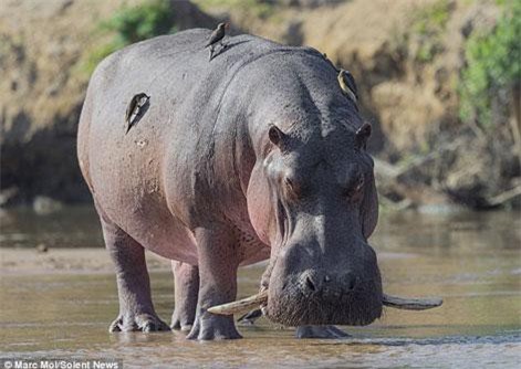 Xem hà mã khổng lồ khổ sở vì răng nanh ngoại cỡ