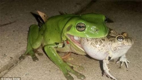 Ảnh động vật ấn tượng: Ếch xanh ăn thịt đồng loại