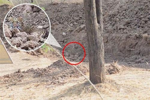 Báo đốm ngụy trang hoàn hảo khiến ai cũng 'phát điên' truy tìm