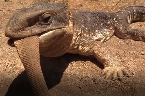 CLIP: Kỳ đà nuốt chửng rắn đuôi chuông trong tích tắc