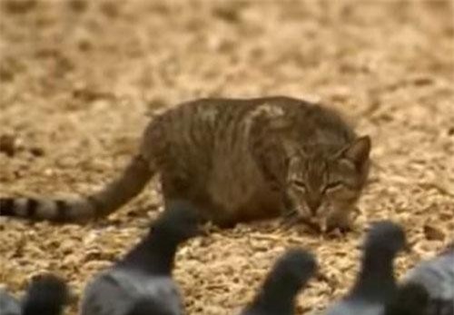 CLIP: Những khoảnh khắc bắt mồi cực nhanh của động vật thuộc họ mèo nhỏ