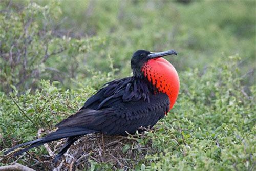 CLIP: Top 5 loài vật kỳ lạ và ấn tượng nhất thế giới